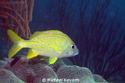 French Grunt atop one of the Fish Camp Rocks off of the F... by Michael Kovach 